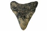 Juvenile Megalodon Tooth - South Carolina #172122-2